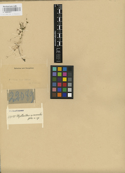 LE 00003037