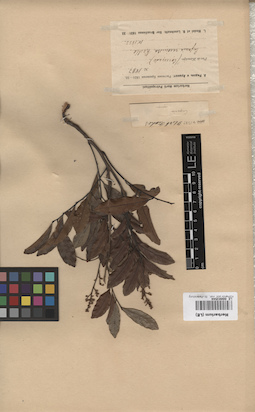 LE 00003544