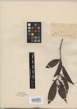 LE 00004071