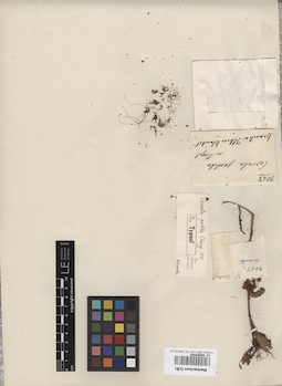 LE 00004595