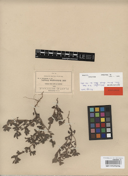 LE 00004661