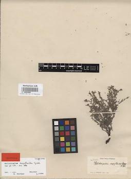 LE 00004666
