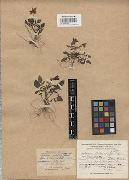 LE 00004801
