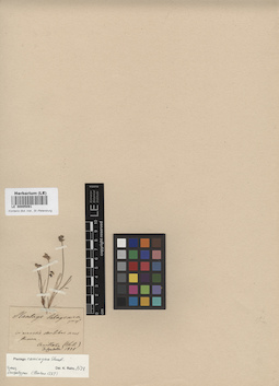 LE 00005091