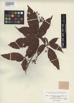 LE 00005101