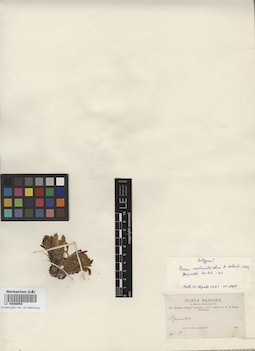 LE 00006956