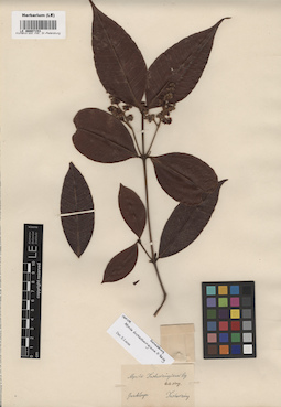 LE 00007153
