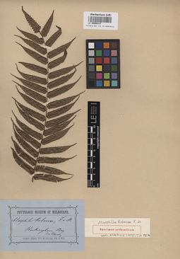 LE 00008127