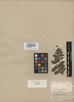 LE 00008204