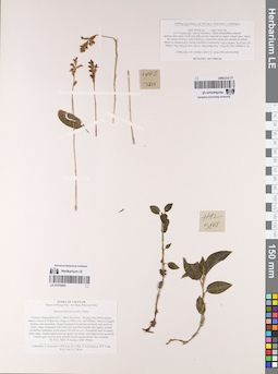 LE 01076801