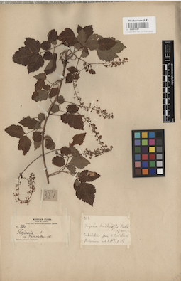 LE 00003197