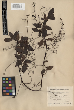LE 00003217