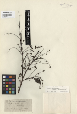 LE 00003805