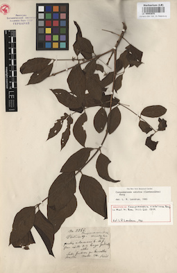 LE 00003975