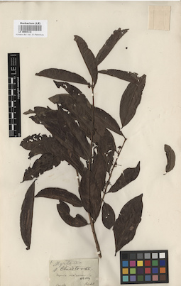 LE 00004118