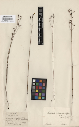 LE 00004461