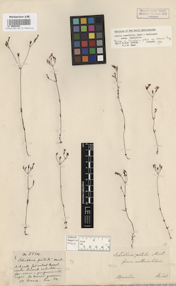 LE 00004467