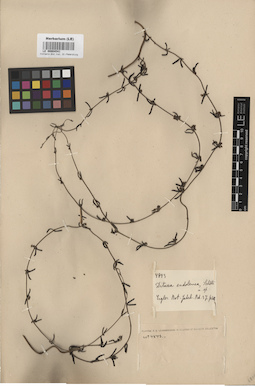 LE 00004541