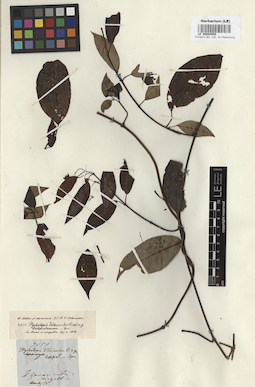 LE 00004550