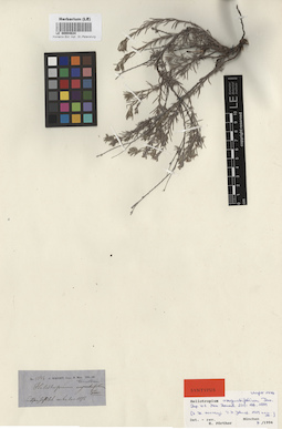 LE 00004634