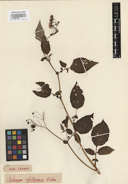 LE 00004808