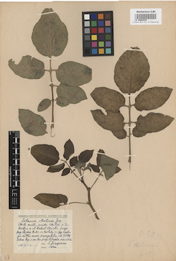 LE 00004836