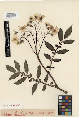 LE 00004845