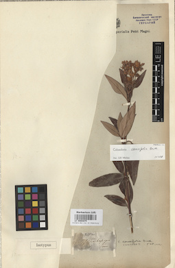 LE 00004875