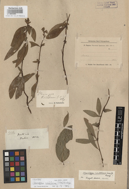 LE 00004995