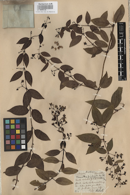 LE 00005118