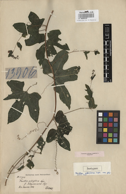 LE 00005335