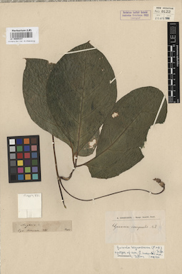 LE 00005347