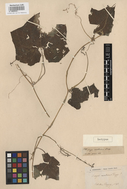 LE 00005381