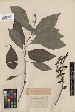 LE 00005416