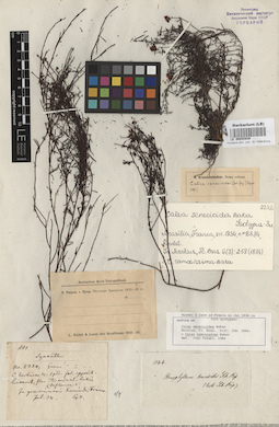 LE 00005939