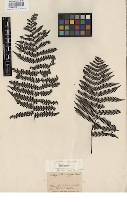 LE 00008116
