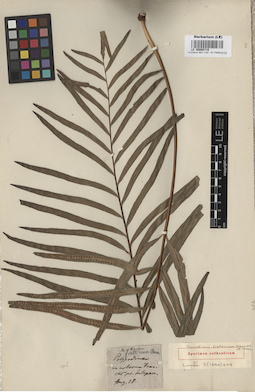 LE 00008715