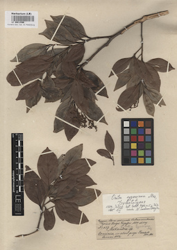 LE 00012596