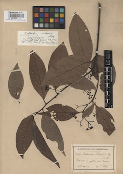 LE 00012655