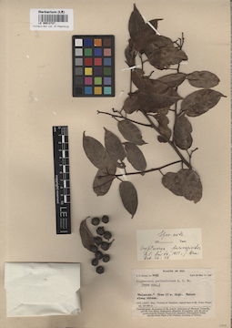 LE 00012727
