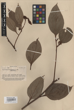 LE 00012731