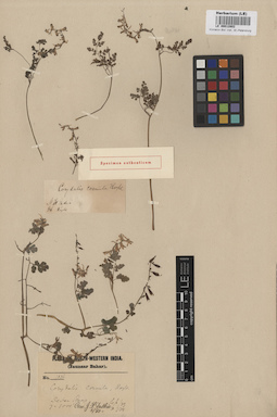LE 00012802