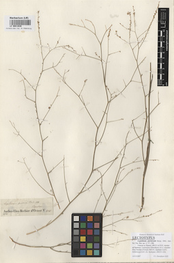 LE 00012826