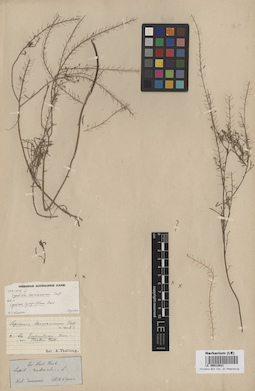 LE 00012831