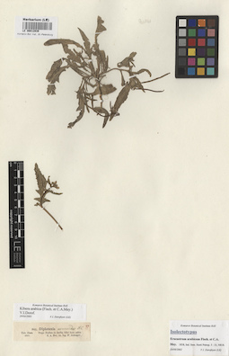 LE 00012939