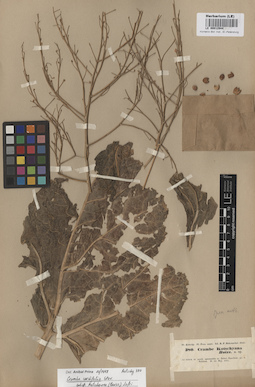 LE 00012944