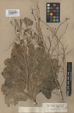 LE 00012945
