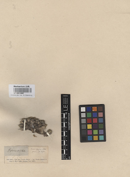 LE 00012965