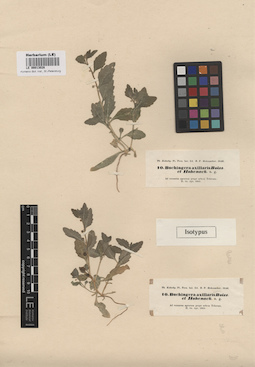 LE 00013028