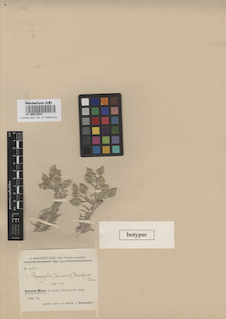 LE 00013033